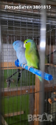 Врабчови папагали