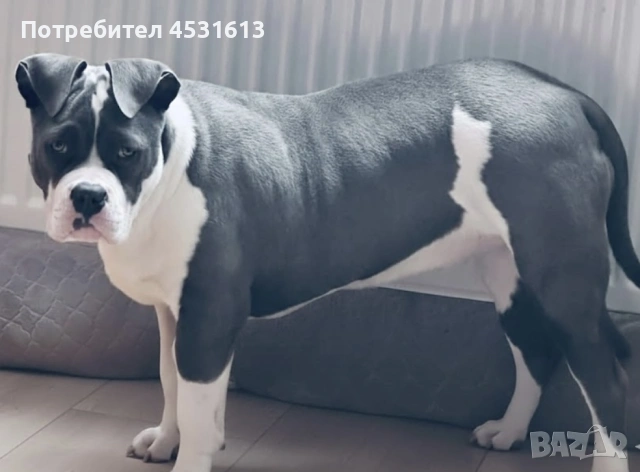 Уникално женско Американско Були XL (American Bully XL) – Blue & White, снимка 2 - Други - 53401011