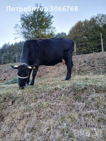 Крави , снимка 2 - Крави - 52078435