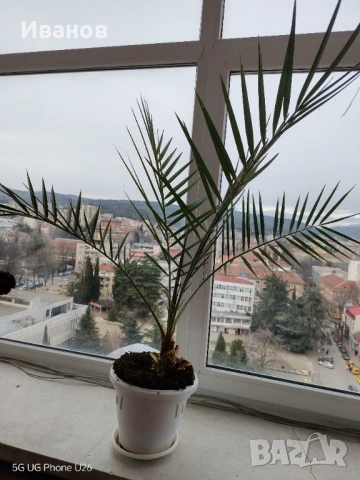 Финикова палма 