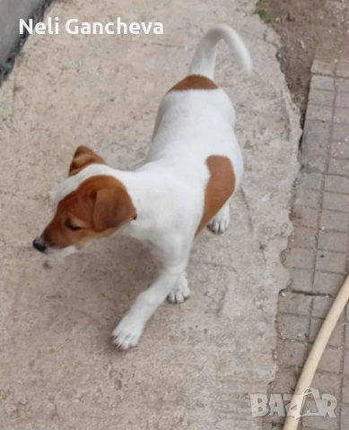 Очарователни Джак Ръсел Териери търсят нов дом!