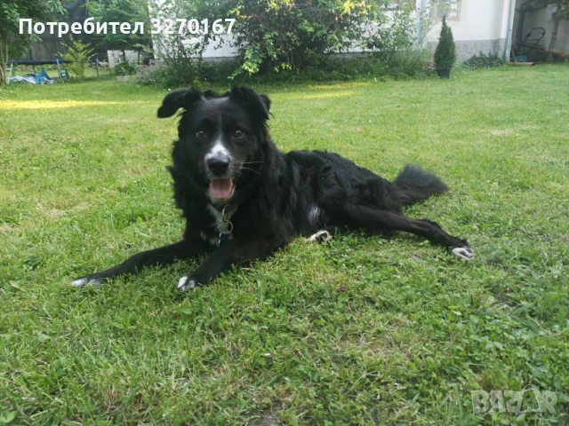 Подарявам куче, снимка 1