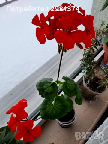 Мушкато, снимка 2 - Стайни растения - 53190766