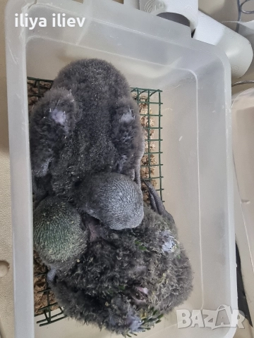 бебета еклектус 