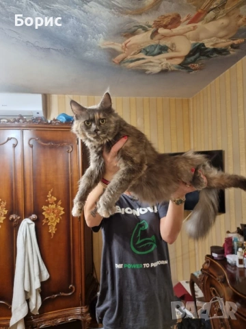 Мейн куун котета, снимка 4 - Мейн кун - 35075644