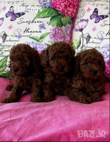 Много сладки Шоколадови Пудели, снимка 2 - Пудели - 53106676