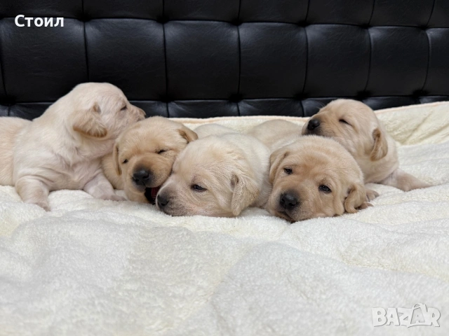 Чистокръвни Лабрадор Ретривър:, снимка 7 - Лабрадор ретривър - 53164804