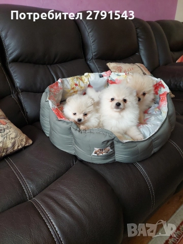 померан момиче и момче, снимка 3 - Померан - 52774636