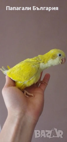 Папагалче Монах , снимка 3 - Папагали - 50712132