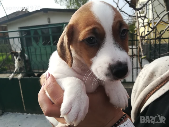 ДЖАК РЪСЕЛ-КУЧЕНЦА РАННО ЗАПИСВАНЕ 1506250725