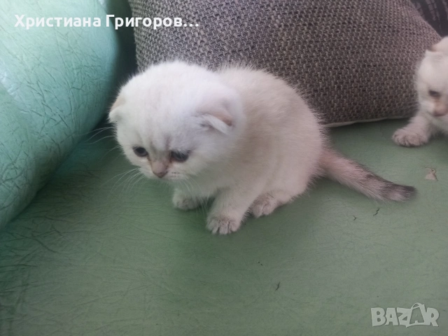 Продавам шотландски клепоухи котета, мъжки , снимка 4 - Други - 53523528