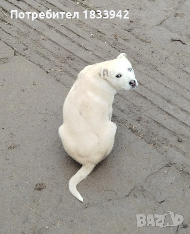 Кученца , снимка 6 - Други - 52580248