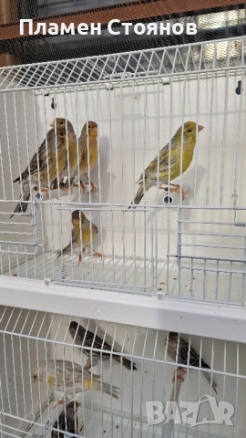 Ахат жълта мозайка,16 мъжки 14 женски., снимка 4 - Канари - 52721354