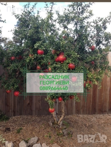 МИНИ (КОЛОННИ) ОВОЩНИ ДРЪВЧЕТА, снимка 5 - Градински цветя и растения - 47081860