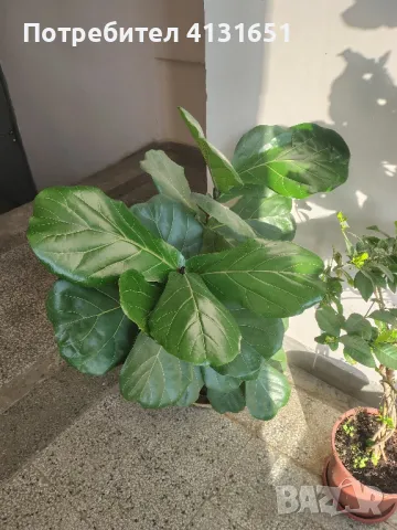 фикус Лирата, снимка 2 - Стайни растения - 50263288