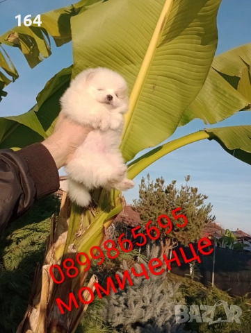 Бели Померани. Реални снимки от днес !!!, снимка 4 - Померан - 52719427