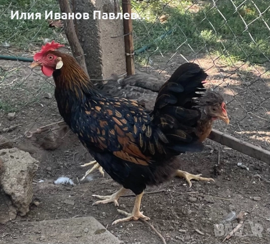 Яйца жълт легхорн и др, снимка 4 - други­ - 51701659