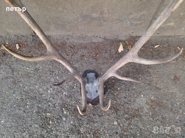 Рога от елен, снимка 7 - Декорация за дома - 51394390