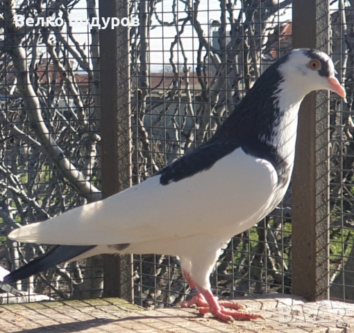 Пазарджишки високо летци. 