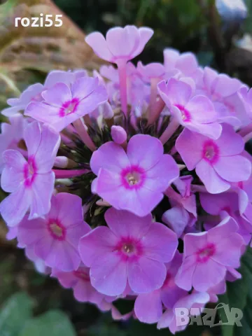 Продавам многогодишни студоустойчиви цветя от моята градина на гол корен., снимка 17 - Градински цветя и растения - 49873504