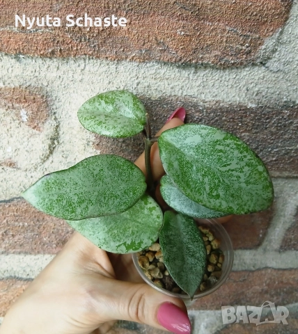 Хоя Nova host - спорт от Hoya Argentia princess, снимка 2 - Стайни растения - 50301840