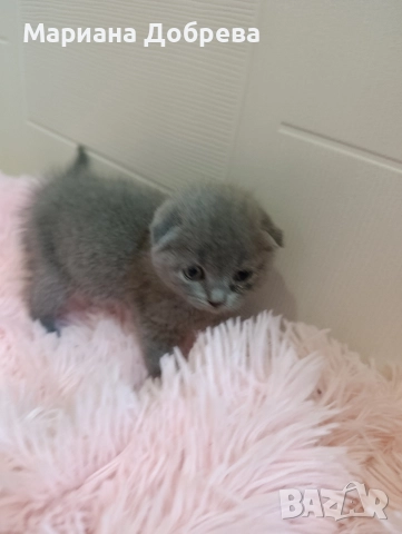 Шотландско клепоухо коте 