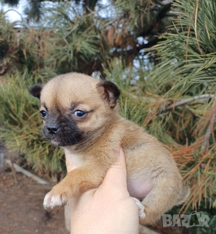 Чистокръвни мини чихуахуа , снимка 7 - Чихуахуа - 53380954