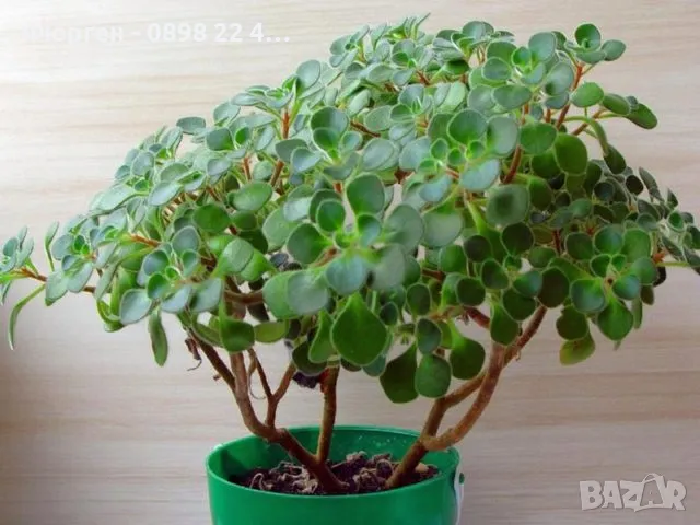 Разсад Дървото на парите, снимка 3 - Разсади - 49239007