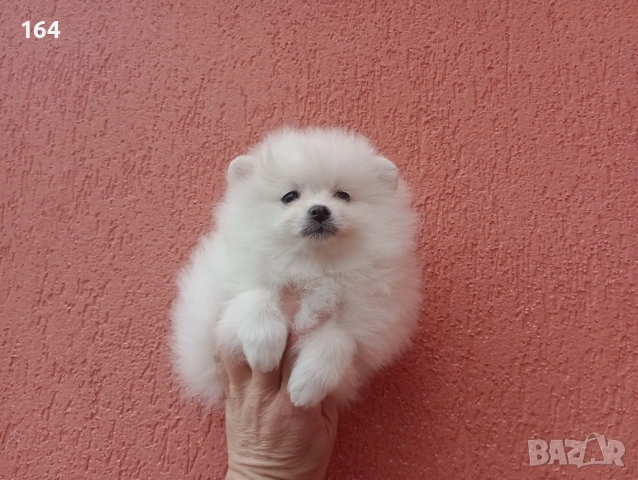 Мъжки бял Померан. Реални снимки от 01.02.26 г. , снимка 4 - Померан - 53316084