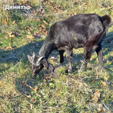 женско яре, снимка 8 - Кози - 52790420