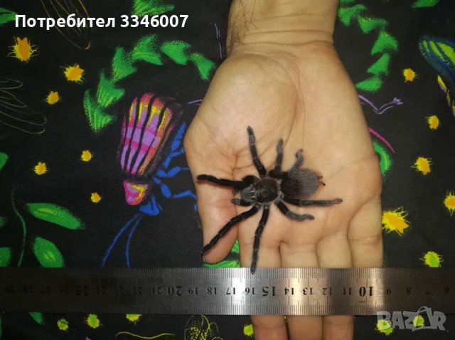 Тарантла tarantula , снимка 8 - Други - 44106536