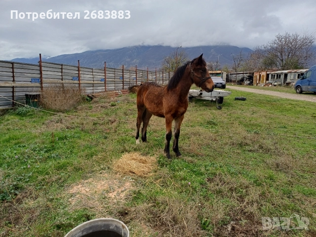 Женско конче, снимка 2 - Коне - 52582705