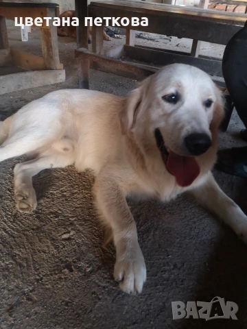 Лабрадор ретривър , снимка 8 - Лабрадор ретривър - 53220479