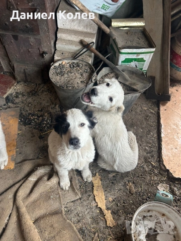 Продавам женски алабаи, снимка 5 - Алабай - 52813719