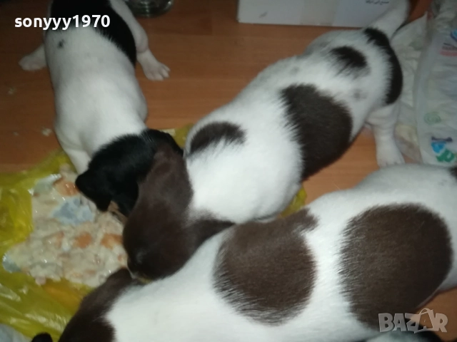 ДЖАК РЪСЕЛ 250ЛВ ЗА КУТРЕ 2509251343, снимка 5 - Джак ръсел териер - 51834098