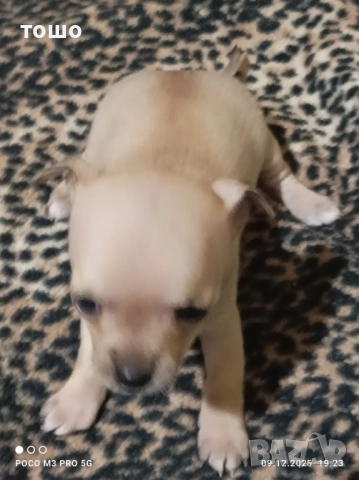 Сладки чихупинчери, снимка 9 - Чихуахуа - 52739986