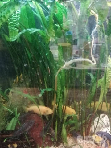 Продавам водни растения за аквариум, снимка 2 - Аквариуми - 52682599