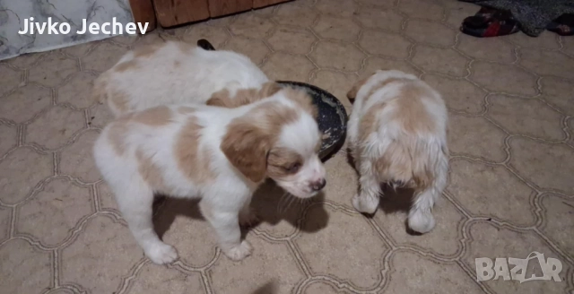 Бретон Шпаньол , снимка 4 - Бретон шпаньол - 52594458