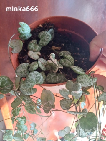 Вариегатна церопегия, снимка 2 - Стайни растения - 53257311