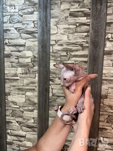 канадски сфинкс- рядка възможност за ценители на породата !, снимка 5 - Сфинксове - 50775667