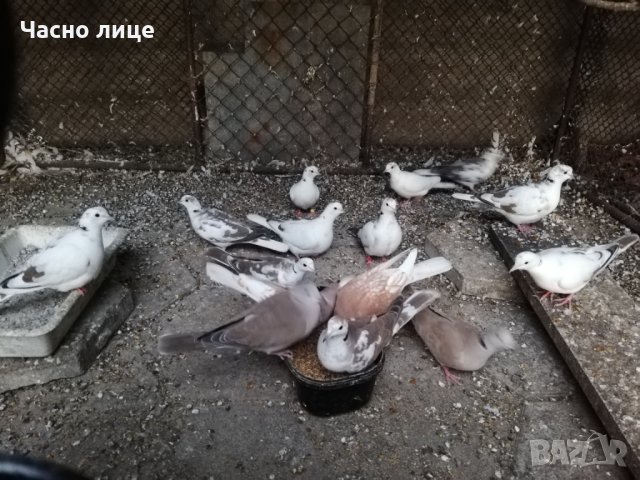 Смеещисе гугутки