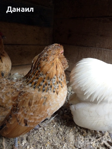 Антверпенска брадата бантамка, снимка 7 - други­ - 53381041