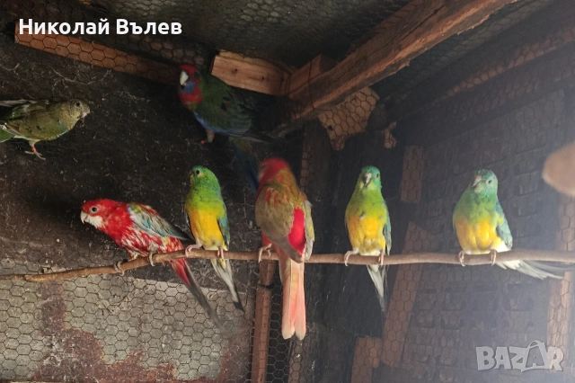 Пенанти,розели и пойни, снимка 7 - Папагали - 53256284