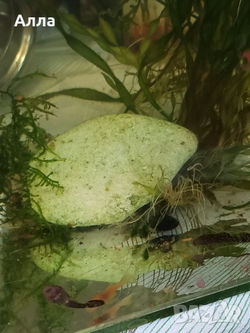 Малки анцитруси, объкновени, снимка 4 - Рибки - 53222618