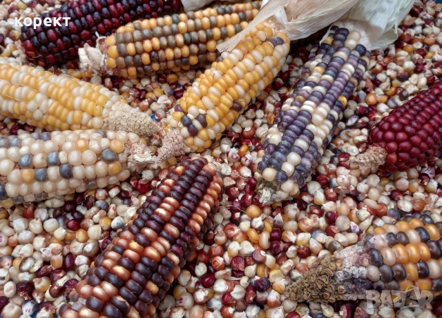 семена за посев от декоративна царевица 