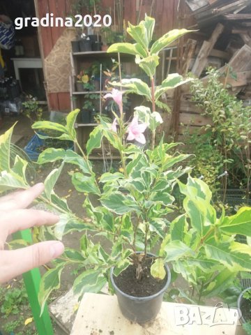 Вайгела  - Налични 4 вида, снимка 10 - Разсади - 42940747