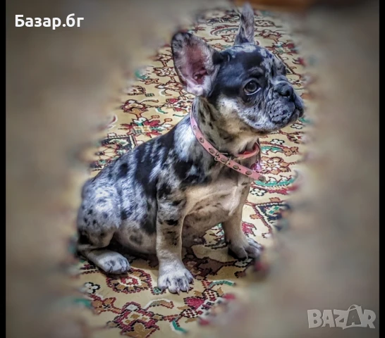 Френски булдог  черно Меркел с тан, снимка 4 - Френски булдог - 51307995