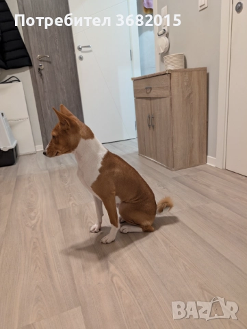 Продавам куче порода Басенджи, снимка 6 - Други - 52909659