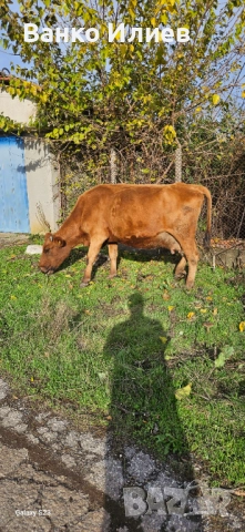 Свободни 6 редовни крави , снимка 6 - Крави - 52412161