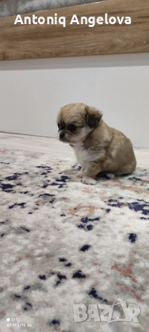 две момиченца , снимка 8 - Чихуахуа - 52869346